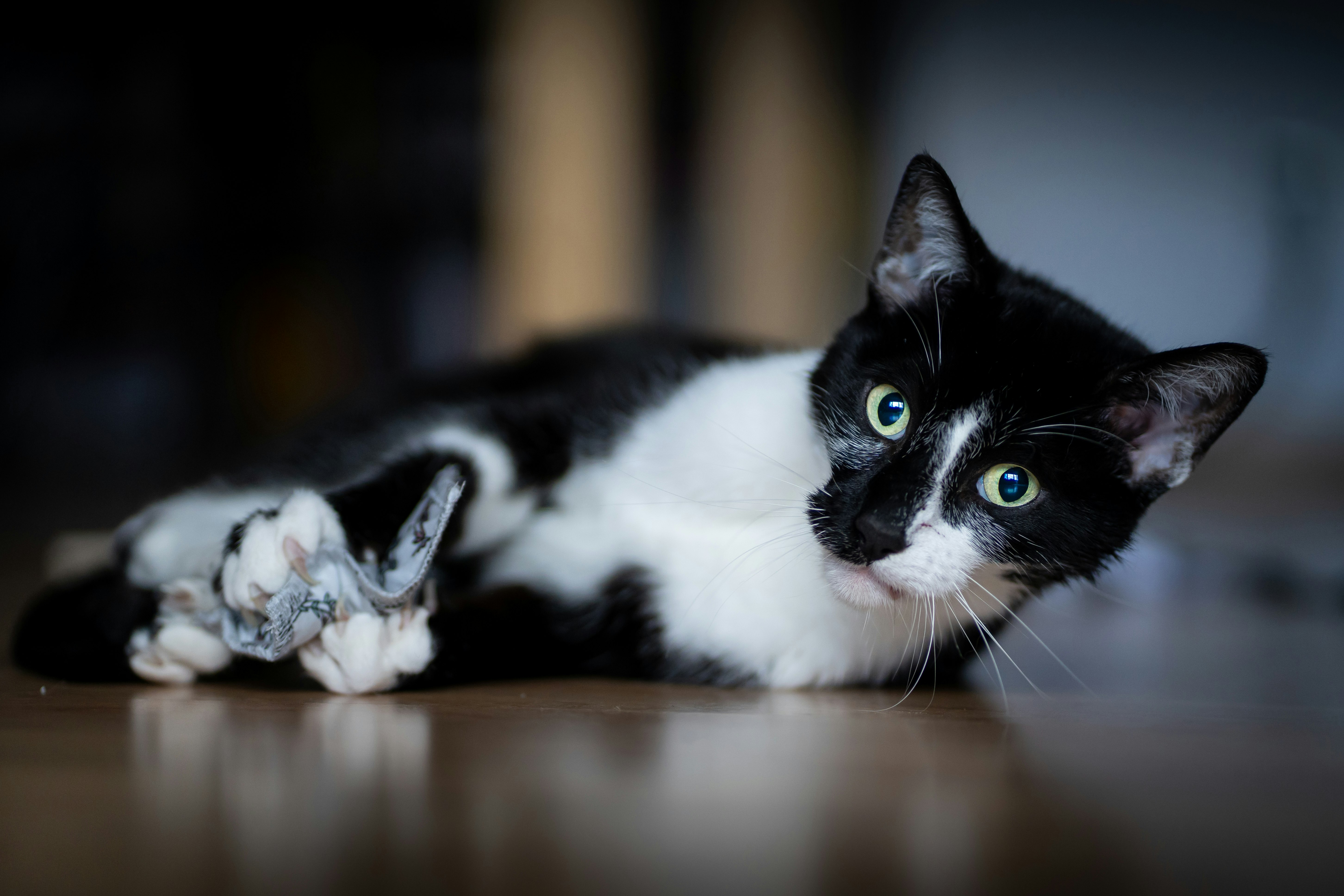 tuxedo cat on brown wooden table